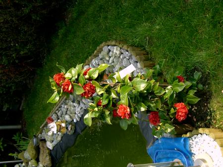Voil mon Camellia  Japonica